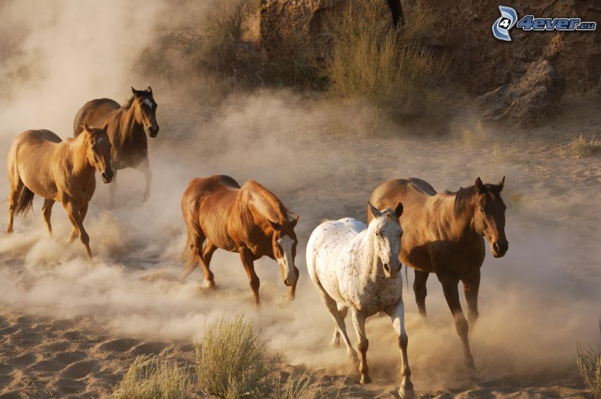 troupeau de chevaux, chevals brunes, course, la poussière, sable