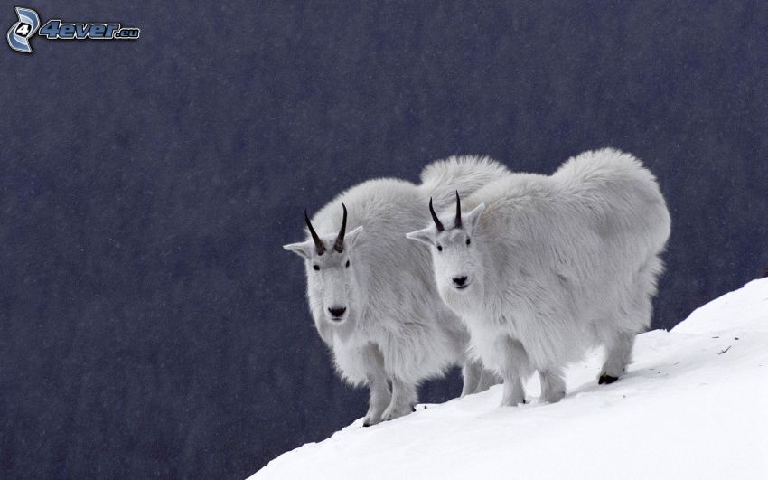 chèvres de montagne