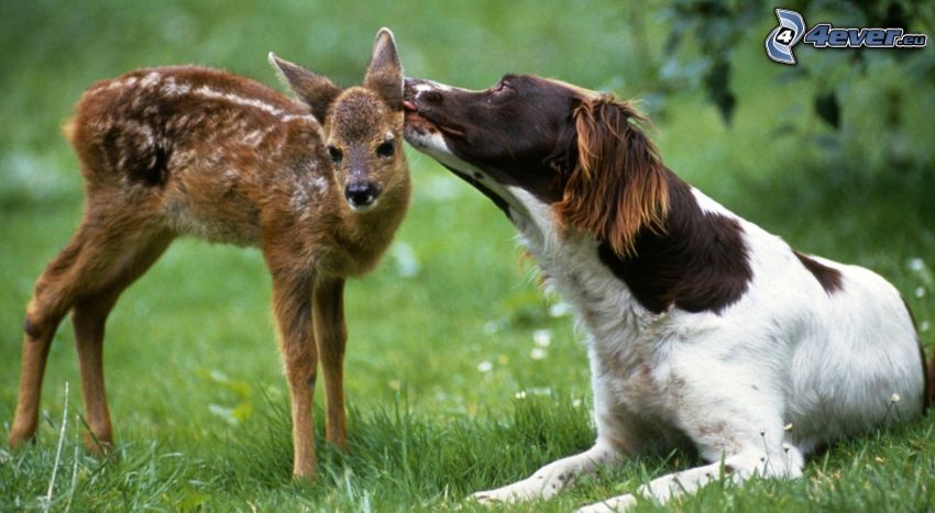 chevrette, chien, prairie