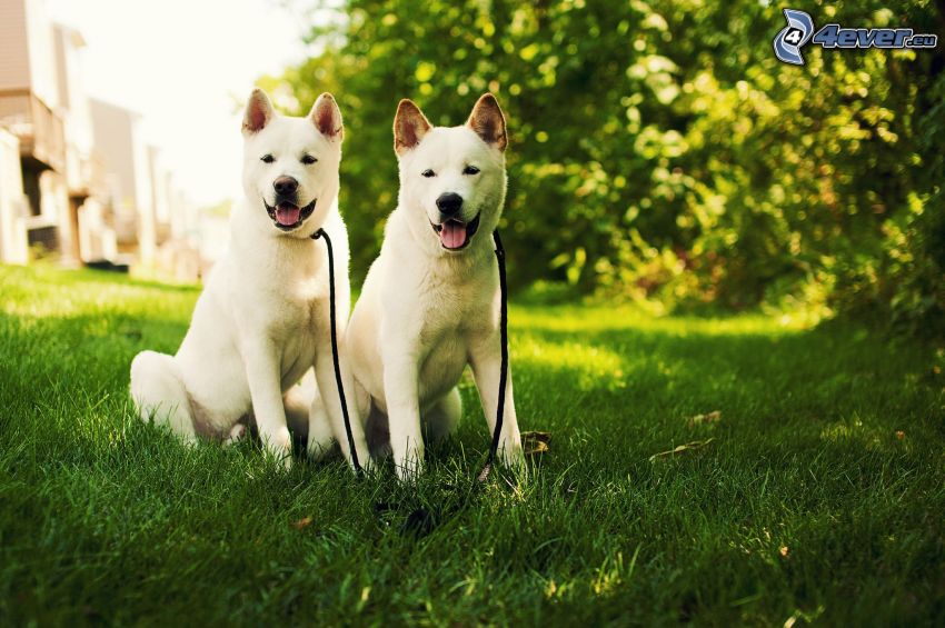 Akita Inu, deux chiens, herbe verte