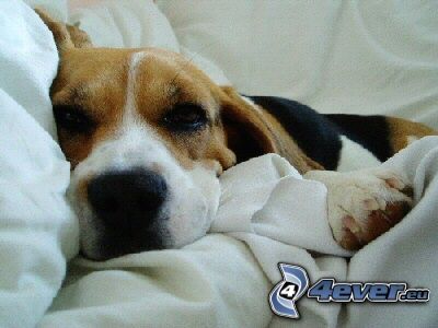 beagle, chien dormant