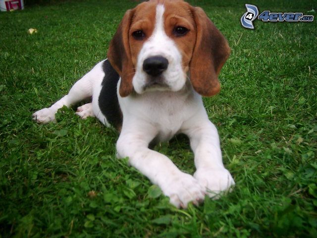 beagle, chien sur l'herbe
