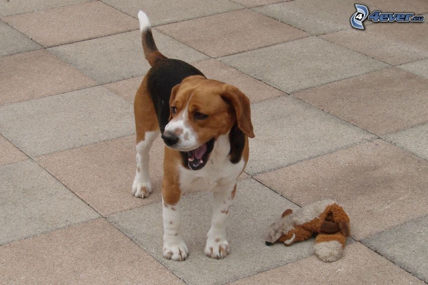 beagle, jouet en peluche