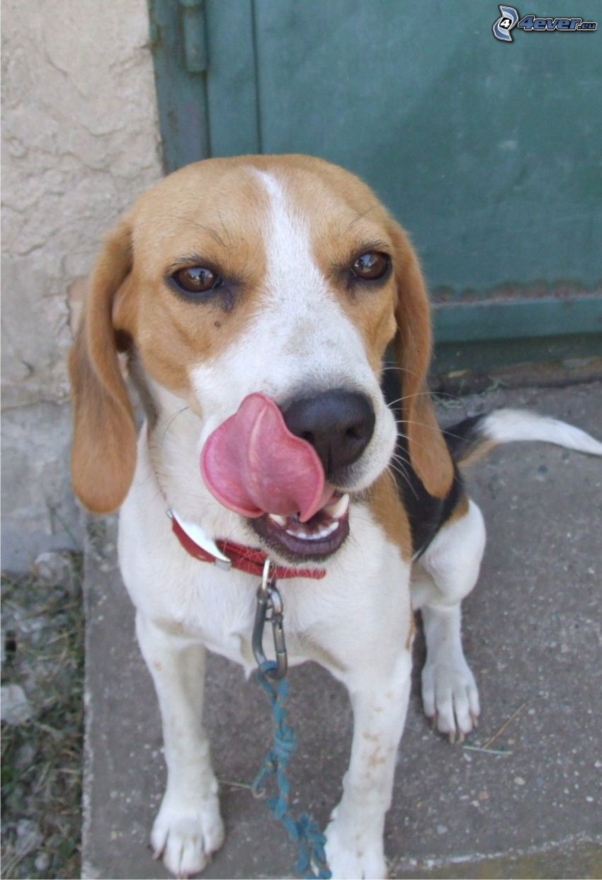 beagle, langue