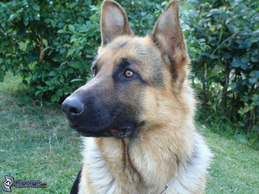 berger allemand, chien-loup
