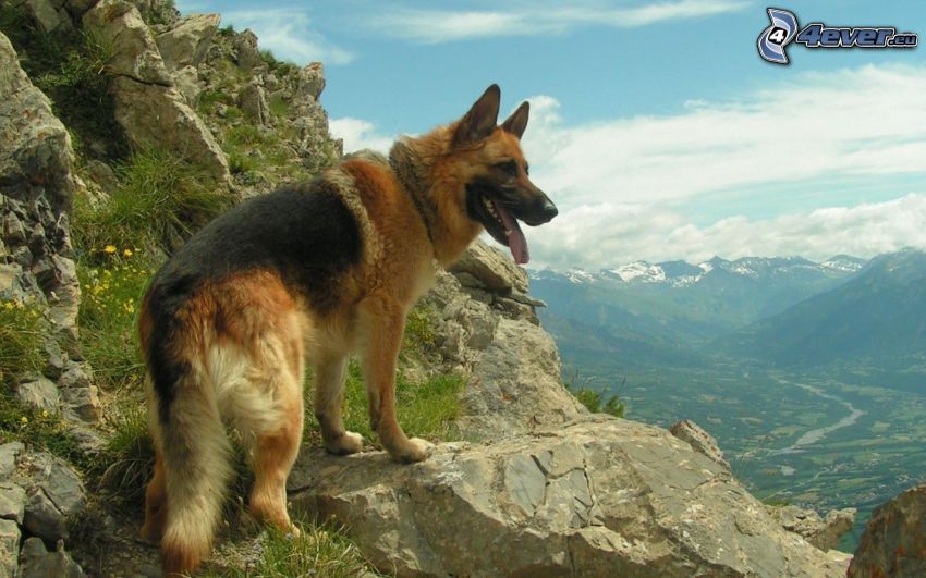 berger allemand, vue des roches