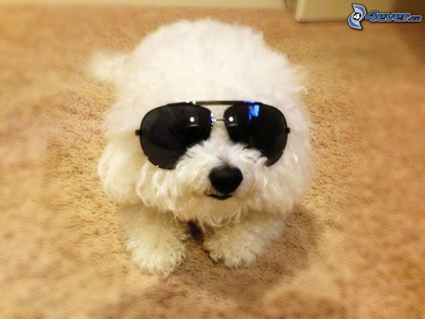 Bichon à poil frisé, le chien à lunettes, lunettes de soleil