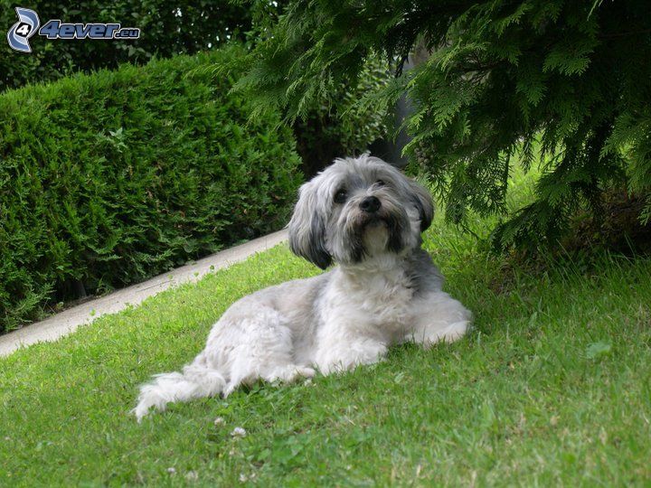 Bichon maltais, chien sur l'herbe, buisson