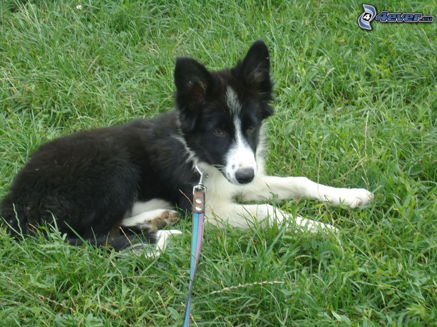 Border Collie, chiot, l'herbe