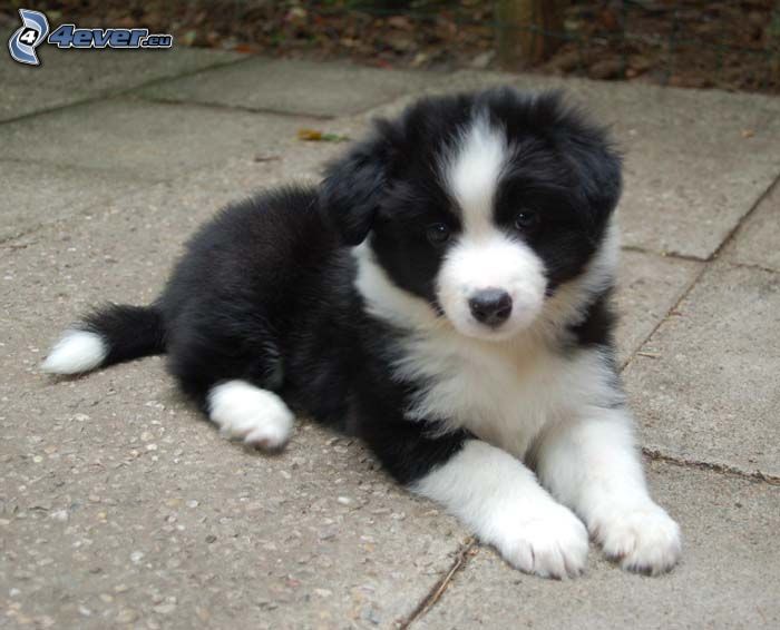 Border Collie, chiot, pavage