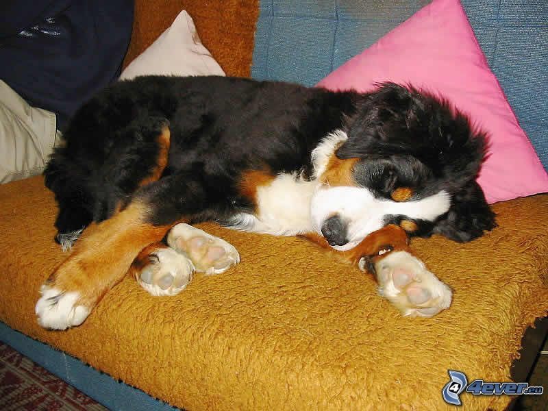 Bouvier bernois, chien sur le divan