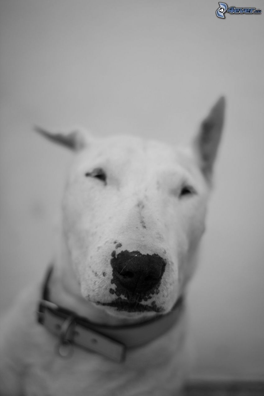 bull terrier, photo noir et blanc
