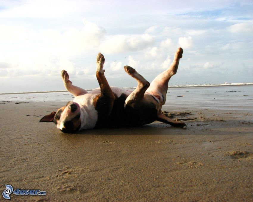 bull terrier, plage de sable, mer