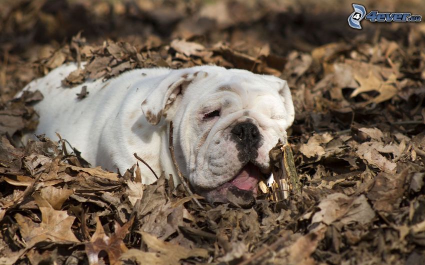 Bulldog anglais, feuilles sèches