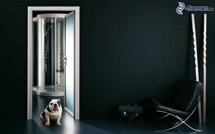 Bulldog anglais, salle de bains, fauteuil, porte