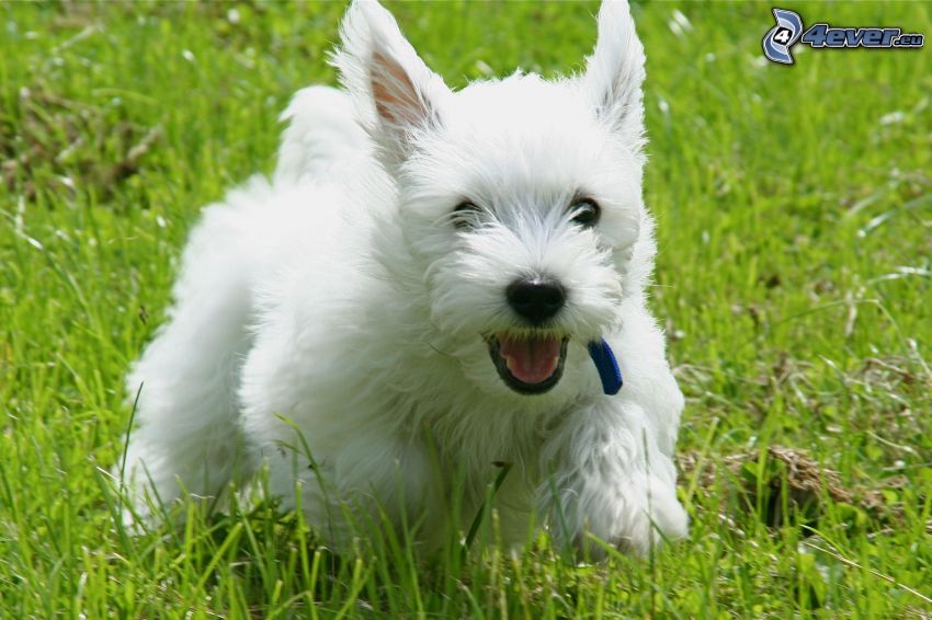 cairn terrier, course, l'herbe