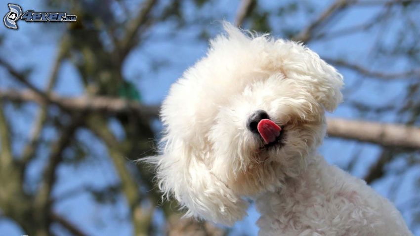 caniche, chien blanc, arbres