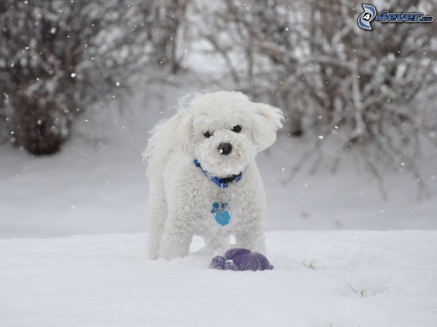 caniche, chien blanc, neige