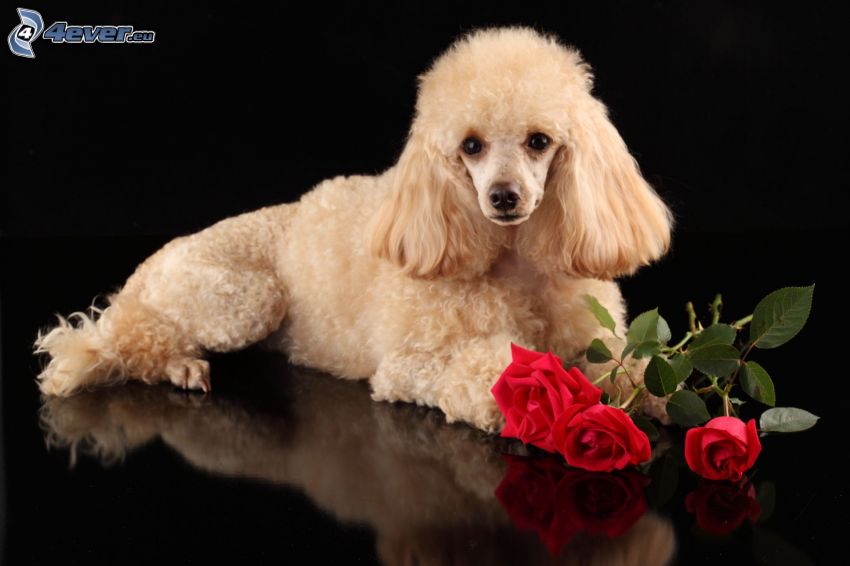 caniche, roses rouges