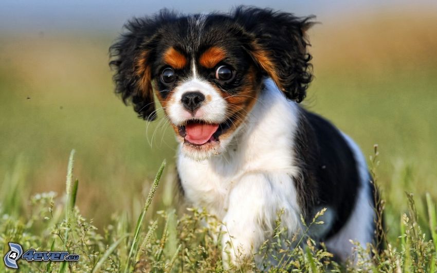 Cavalier King Charles Spaniel, chiot