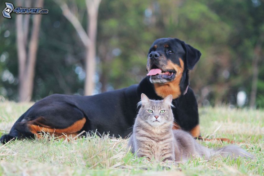 chat, rottweiler