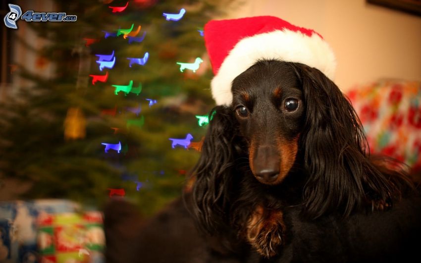chien, chapeau de Noel