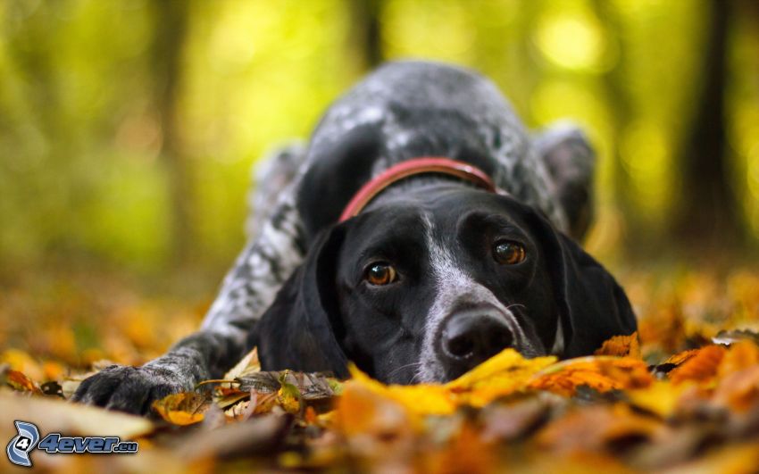 chien, feuilles sèches
