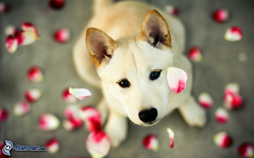 chien, pétales de roses, regard