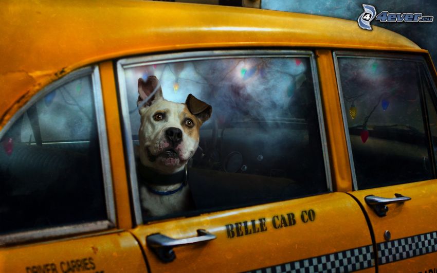 chien, taxi
