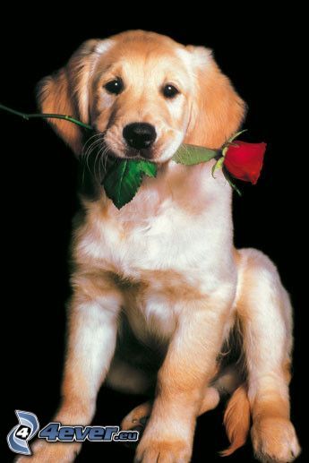 chien avec une rose, golden retriever, chiot