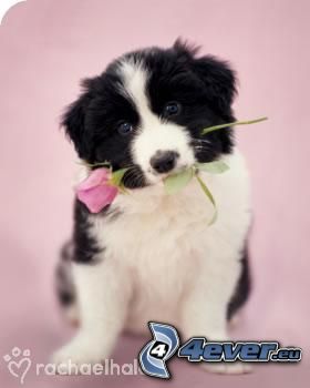 chien avec une rose