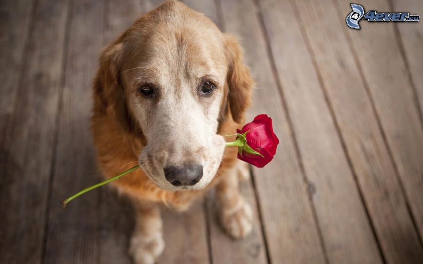 chien avec une rose