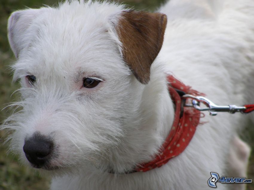 chien blanc, oreille, écharpe