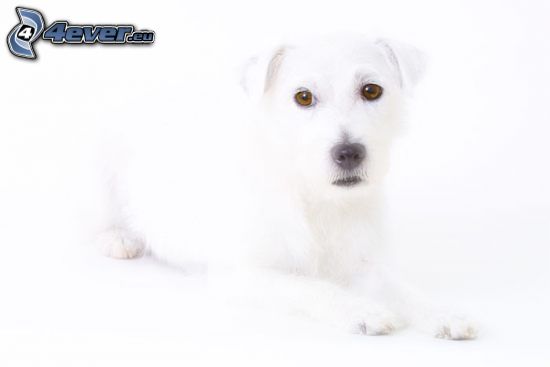 chien blanc