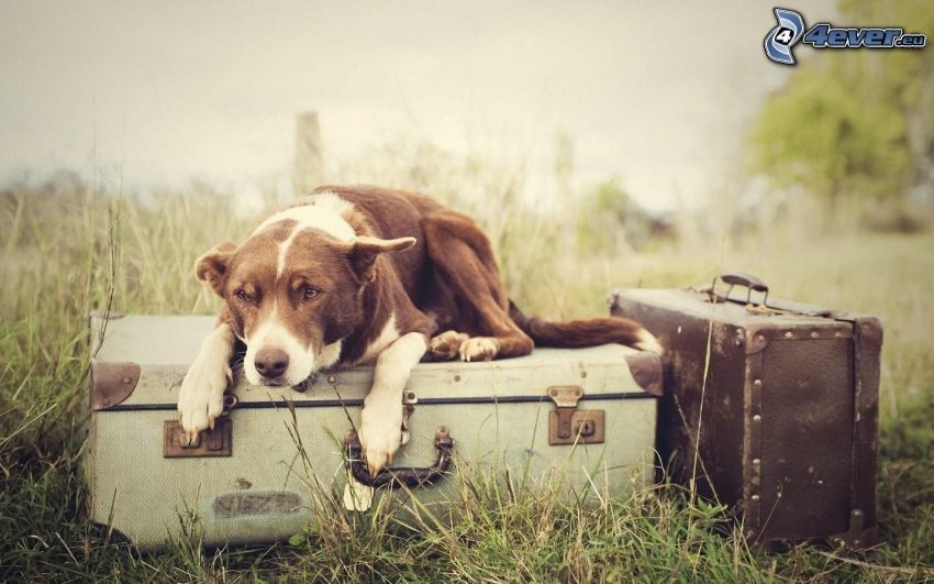 chien brun, bagages