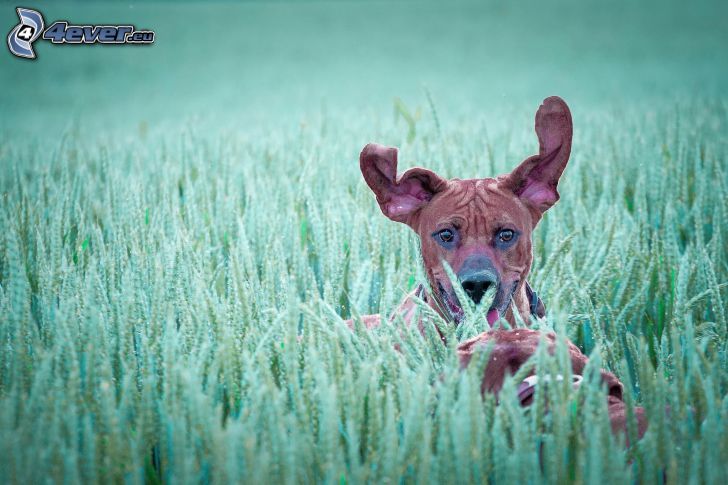 chien brun, champ de blé