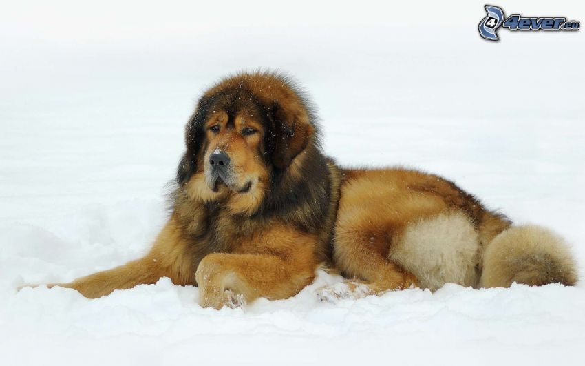chien brun, neige