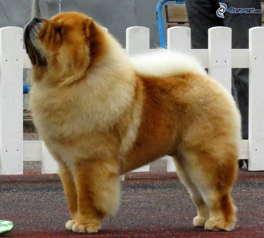 Chien Chow-Chow, garde-corps
