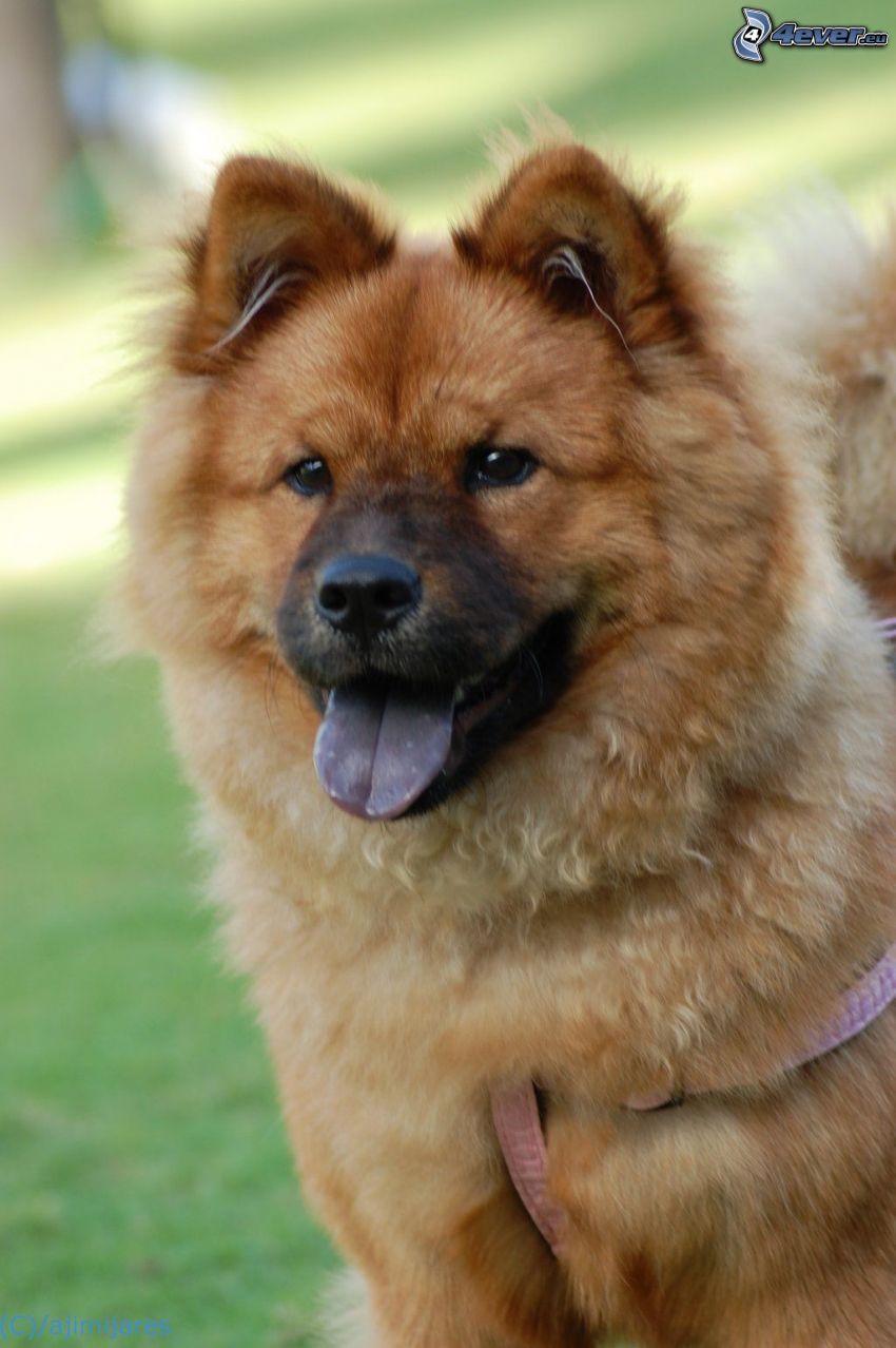 Chien Chow-Chow, langue