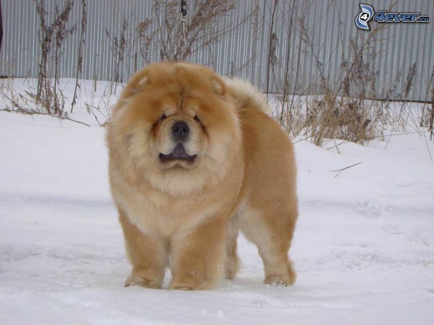 Chien Chow-Chow, neige