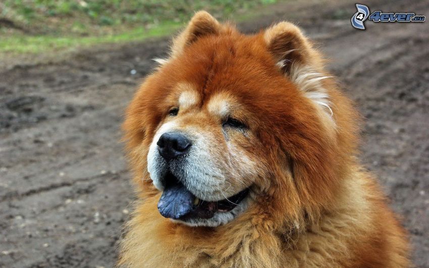 Chien Chow-Chow