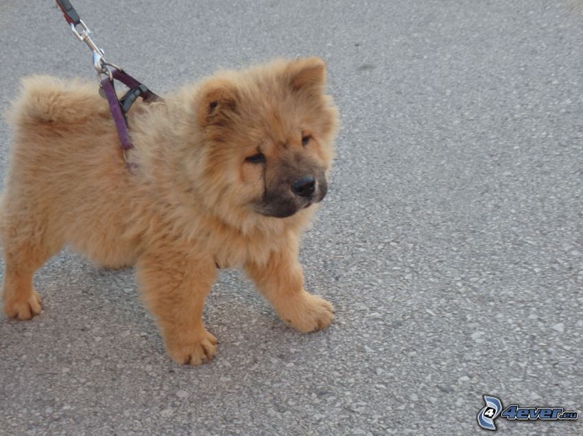 Chien Chow-Chow