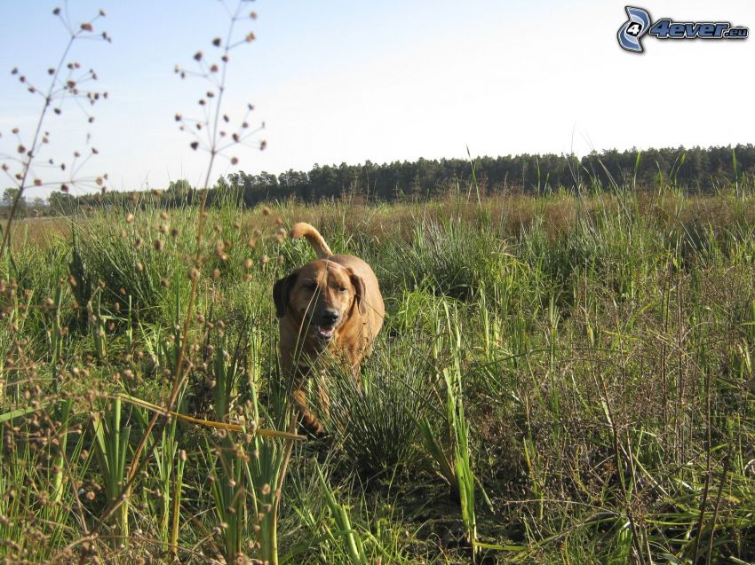 chien dans l'herbe, prairie