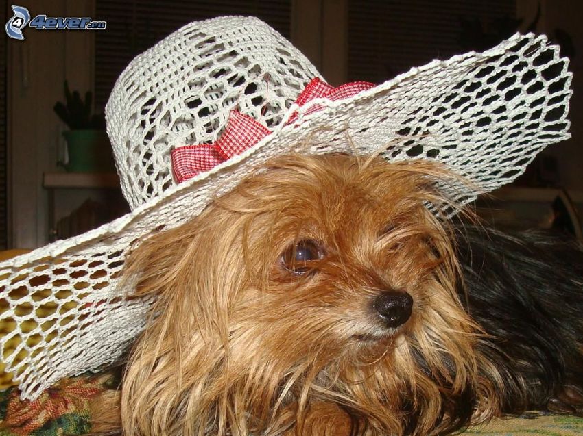 chien dans un chapeau, Yorkshire Terrier