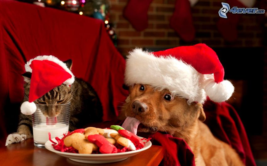 chien et chat, chapeau de Noel, lait, aliment