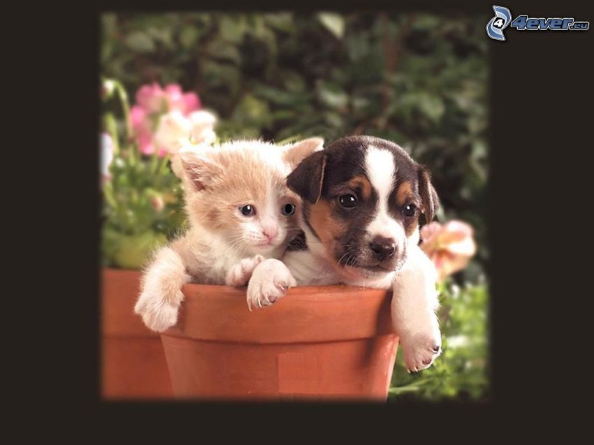 chien et chat, pot de fleur