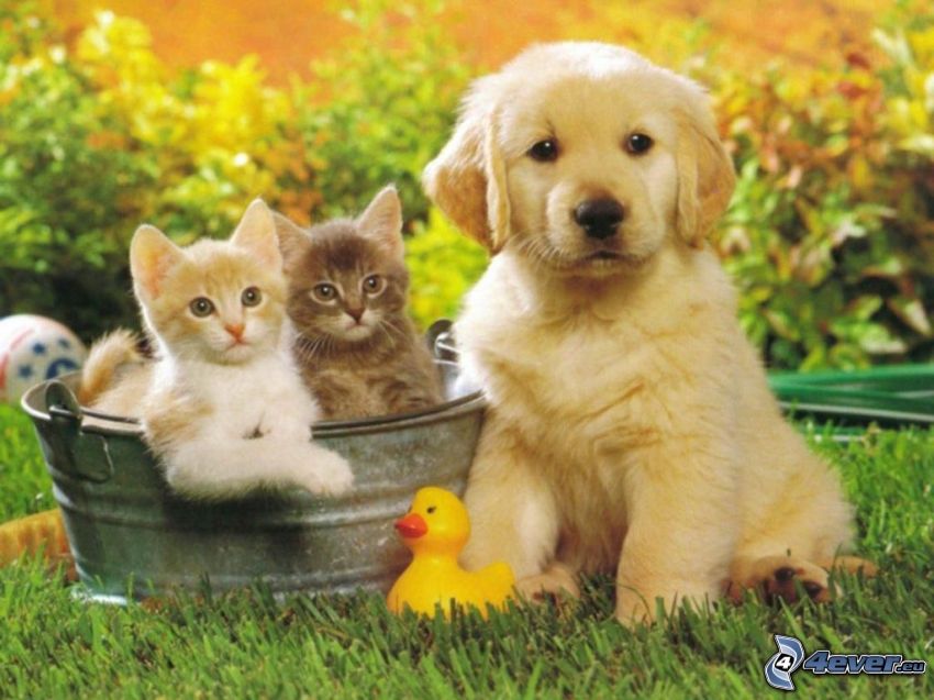chien et chats, chiot de Labrador, l'herbe