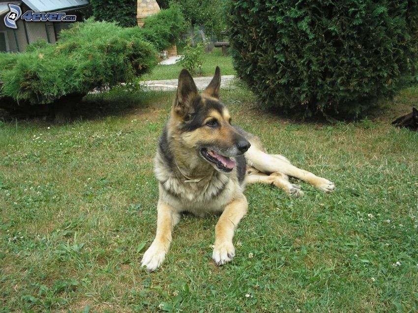 chien-loup, berger allemand