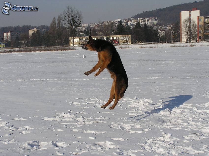 chien-loup, saut, neige