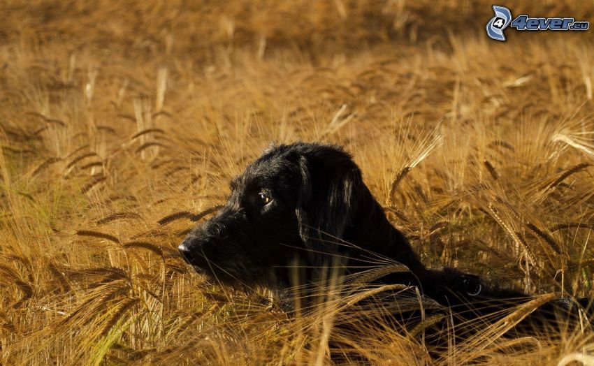 chien noir, blé